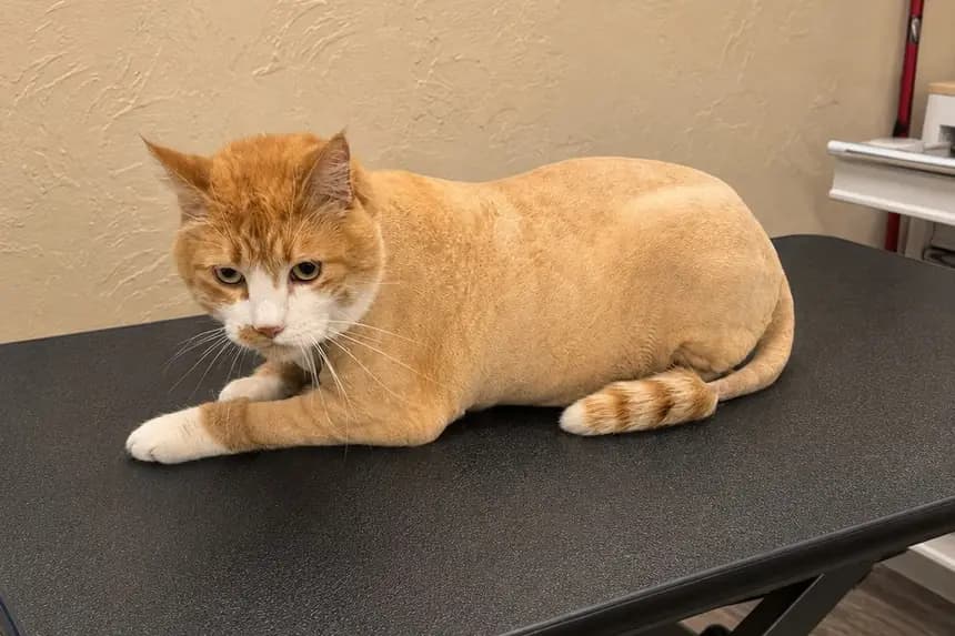 An orange cat resting on the table after a lion-cut shave-down.