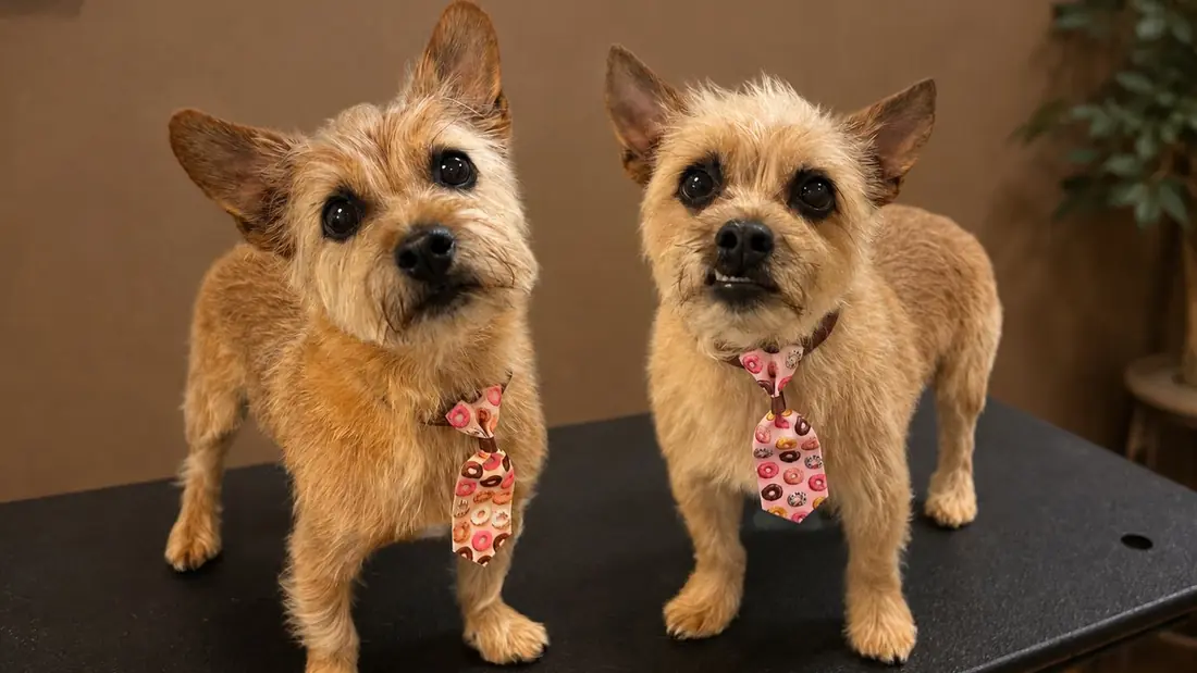 Two freshly groomed terriers in matching donut-print ties on the grooming table.