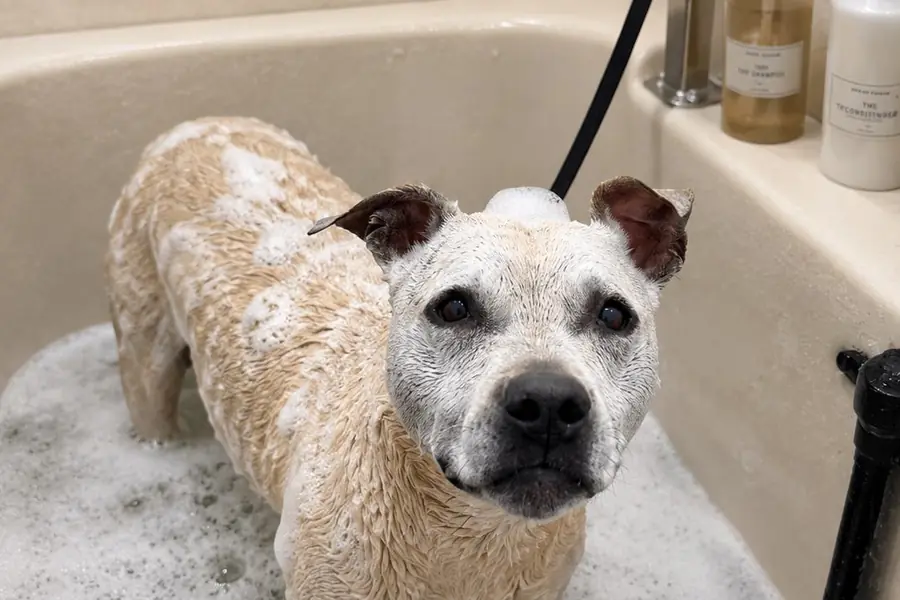 A short-coated dog covered in suds standing in the grooming tub.