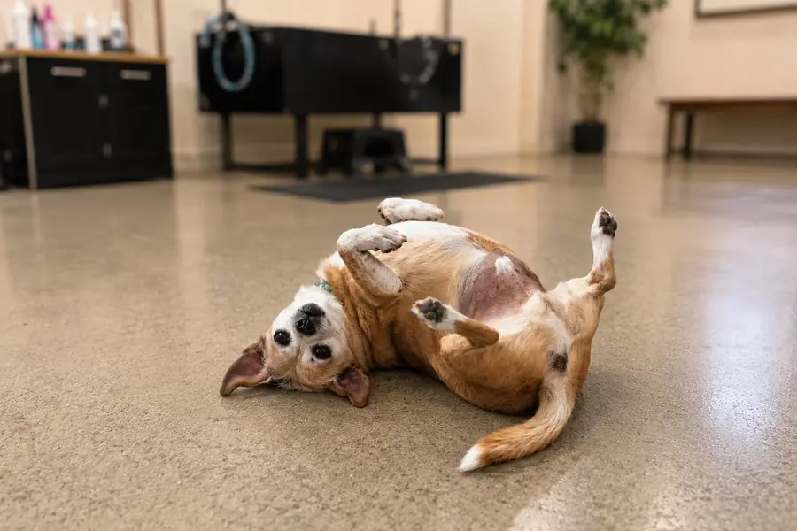 A relaxed tan dog rolling onto its back on the salon floor.